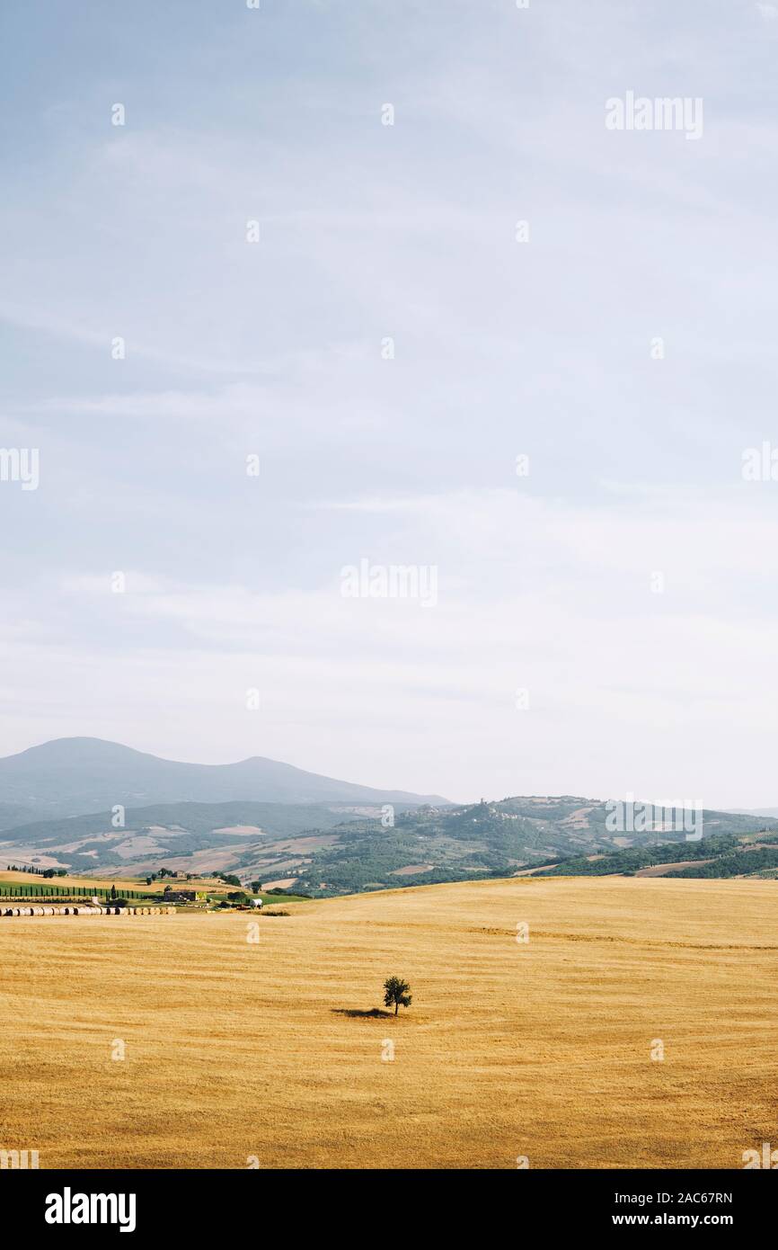 A lone single tree in the rural summer arable farmland countryside landscape of the Val d'Orcia near Pienza Tuscany Italy Europe - Crete Senesi Stock Photo