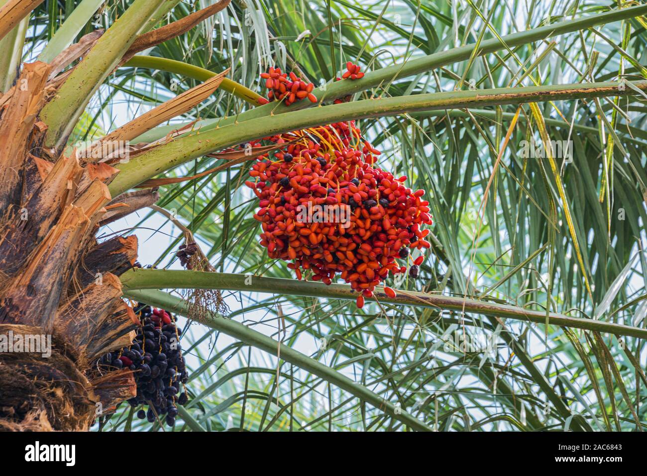 Close up of red dates hanging in palm trees of the Oulad Othmane oasis on road 9 between Agdz and Zagora Stock Photo