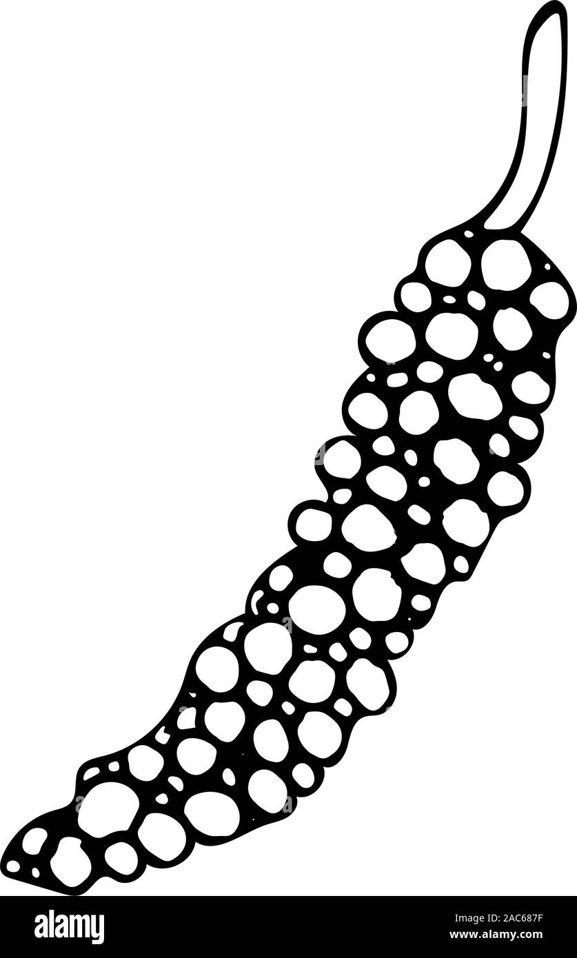 Vector hand drawn outline illustration of black pepper. Black contour