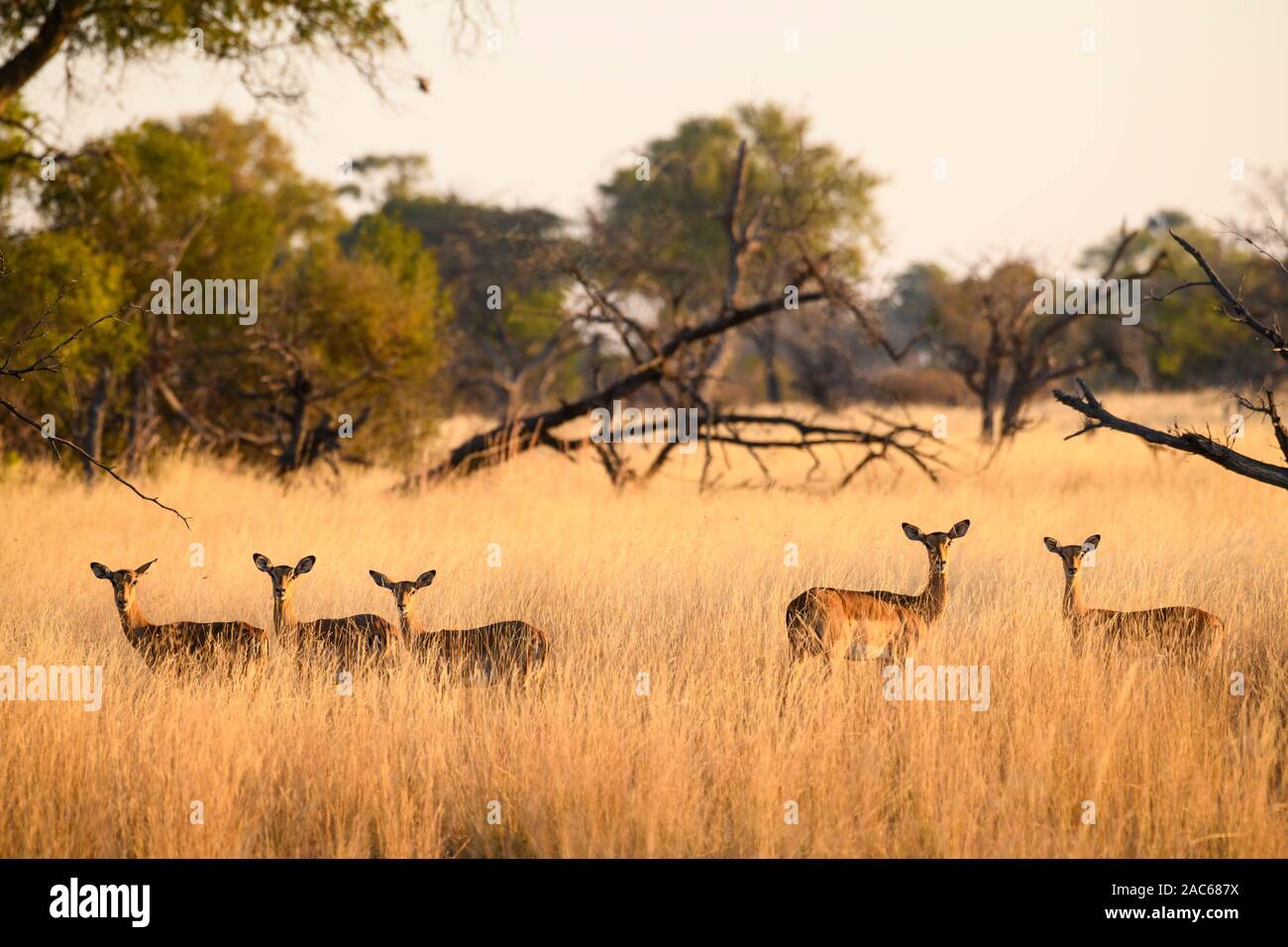 Impala, Aepyceros melampus, in long grass, Macatoo, Okavango Delta, Botswana Stock Photo
