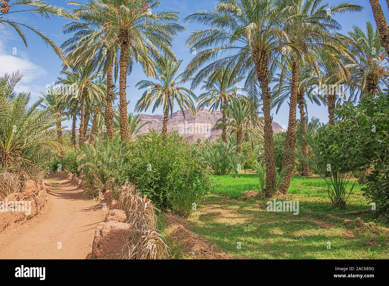 Unpaved road and lucerne under palm trees in the Oulad Othmane oasis on road 9 between Agdz and Zagora Stock Photo