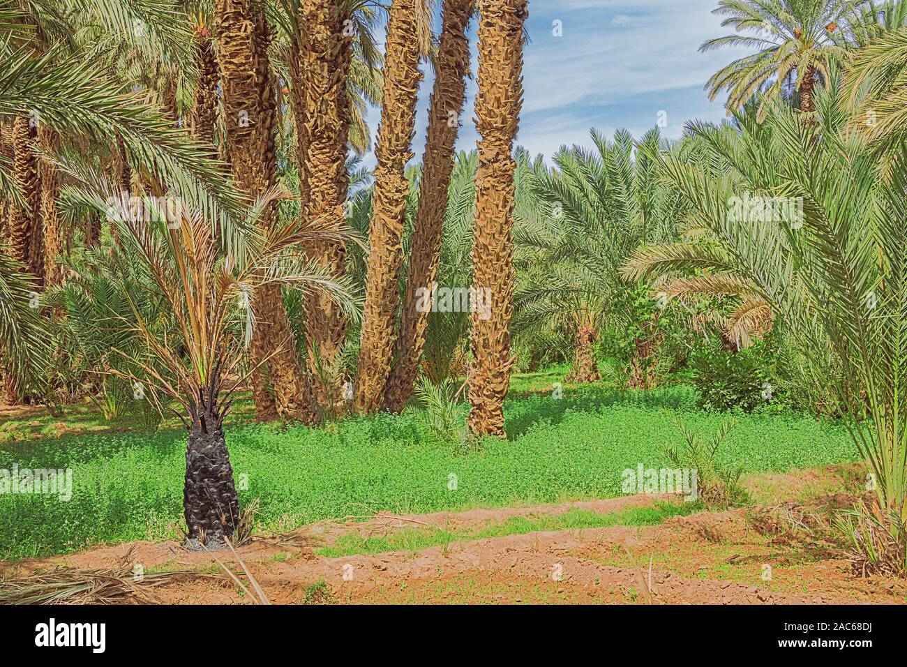 Sunny view of lucerne under palm trees in the Oulad Othmane oasis on road 9 between Agdz and Zagora Stock Photo