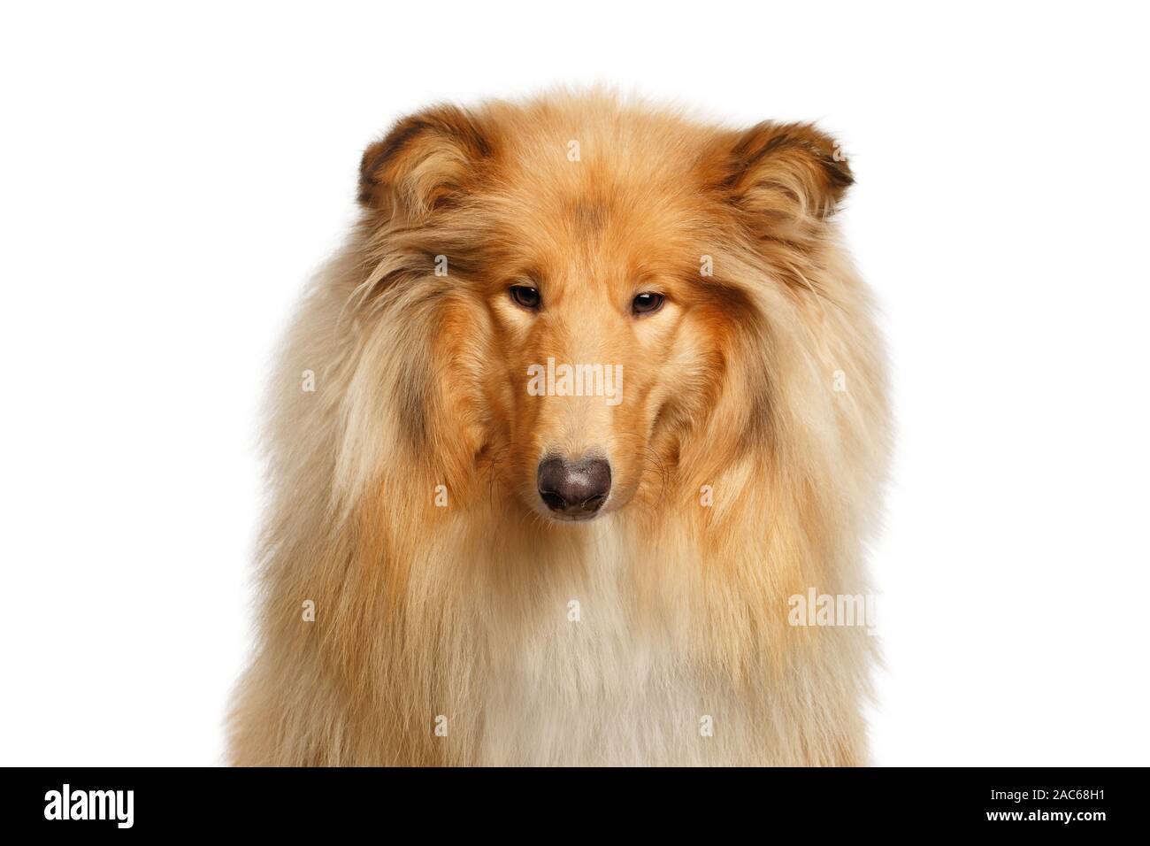 Portrait of Collie Dog Gazing on Isolated White Background Stock Photo