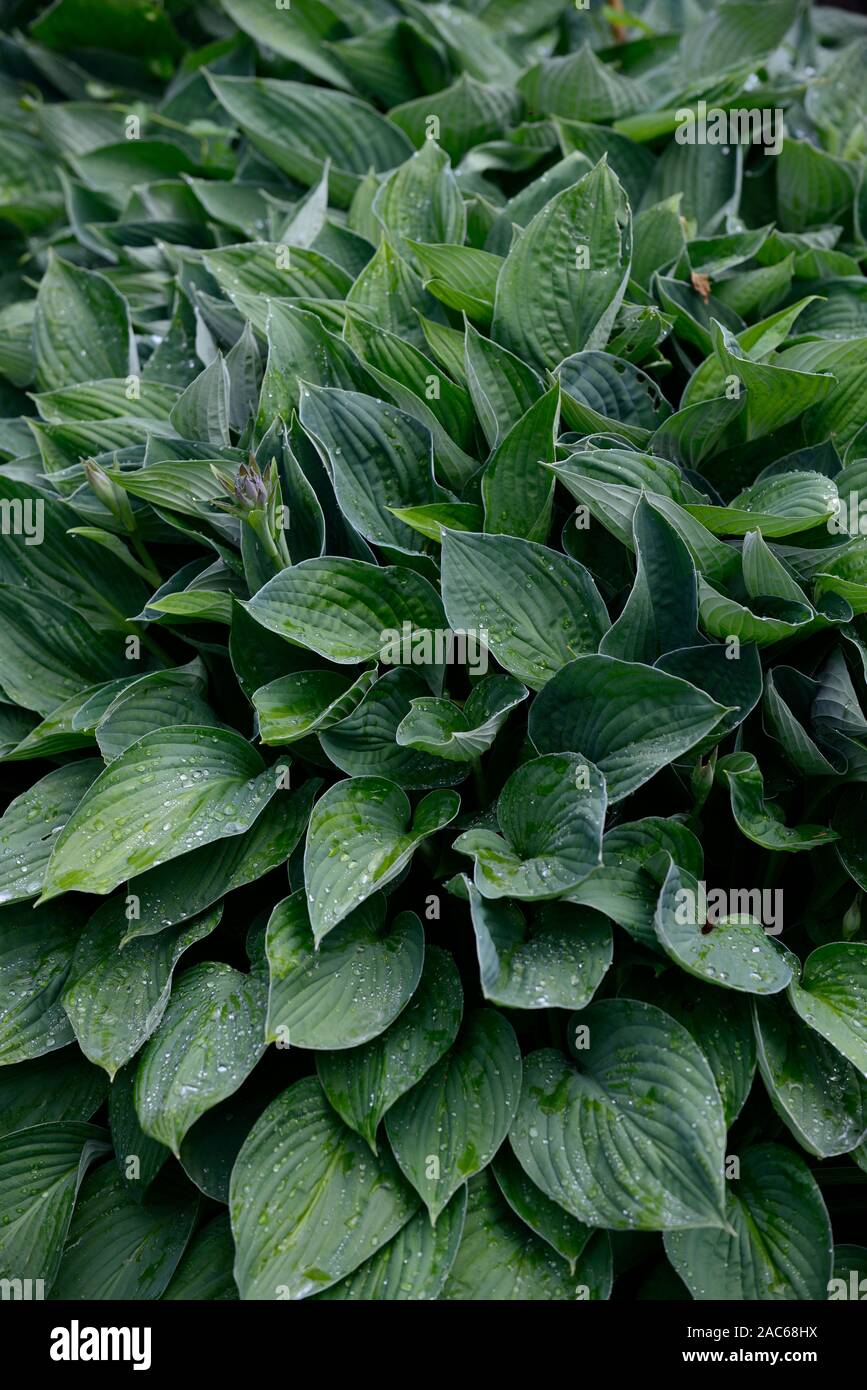 hosta sieboldiana var elegans, blue green leaves, leaf, foliage, shade, shaded ,shady,garden,RM floral Stock Photo