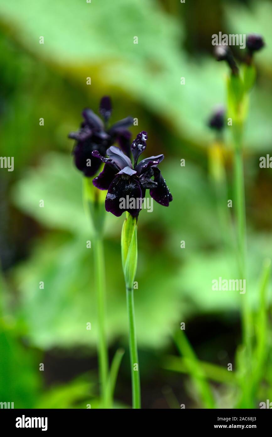 iris chrysographes,black iris,flower,flowers,flowering,black,RM Floral Stock Photo