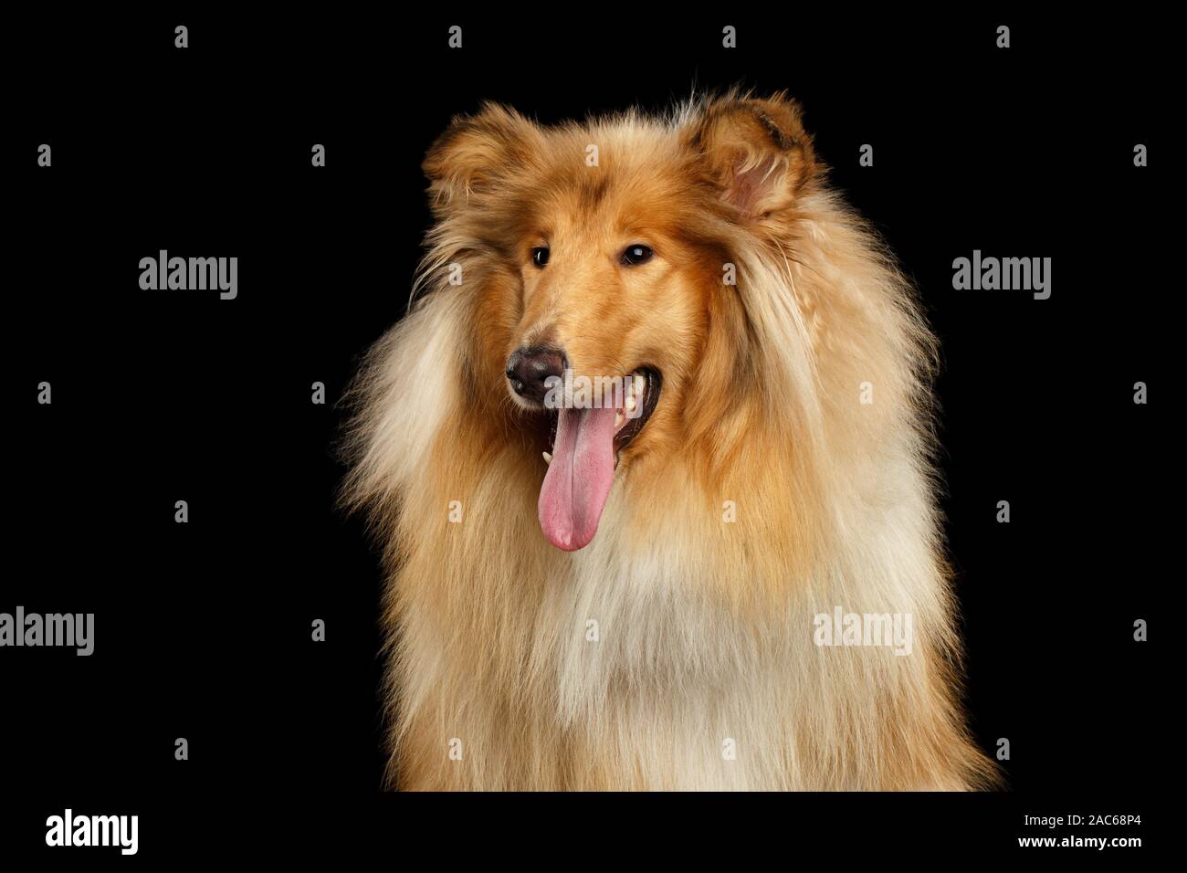 Portrait of Happy Collie Dog on Isolated Black Background Stock Photo
