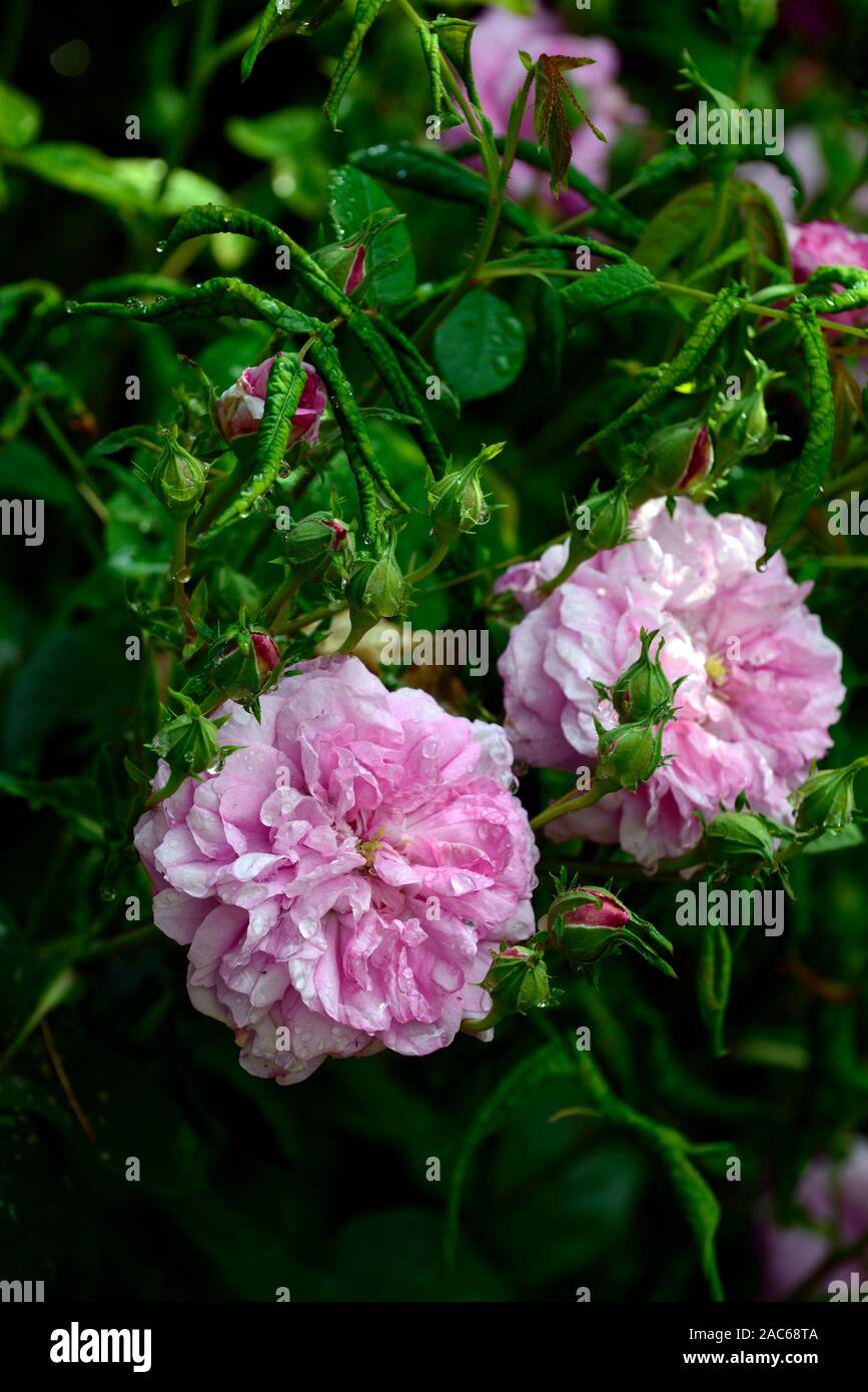 Rosa × damascena,damask rose,pink double flowers,flowering,scented,perfumed,perfume,gardens,garden,RM Floral Stock Photo