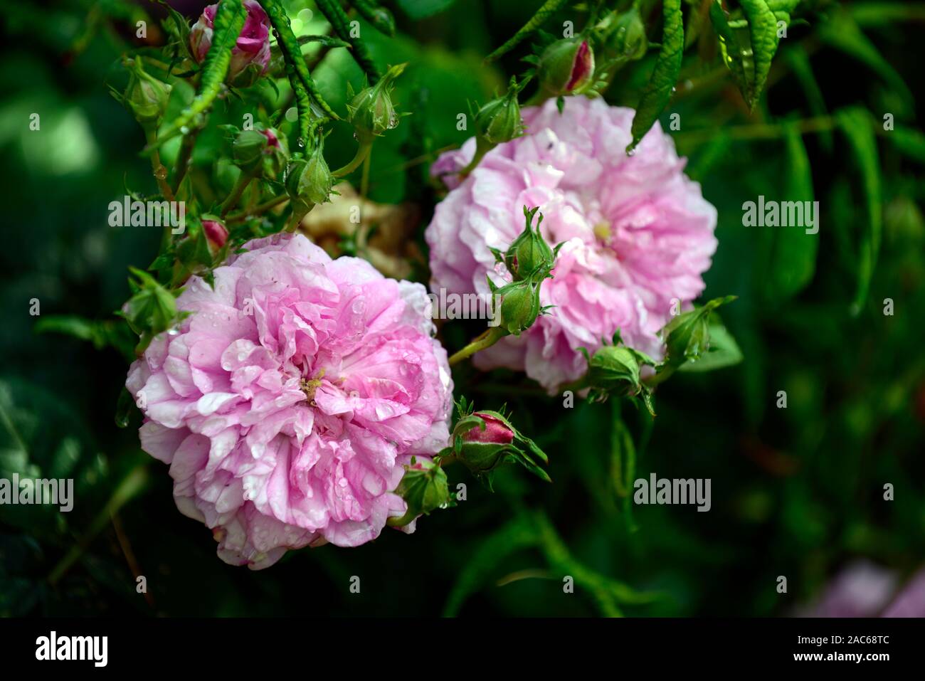 Rosa × damascena,damask rose,pink double flowers,flowering,scented,perfumed,perfume,gardens,garden,RM Floral Stock Photo