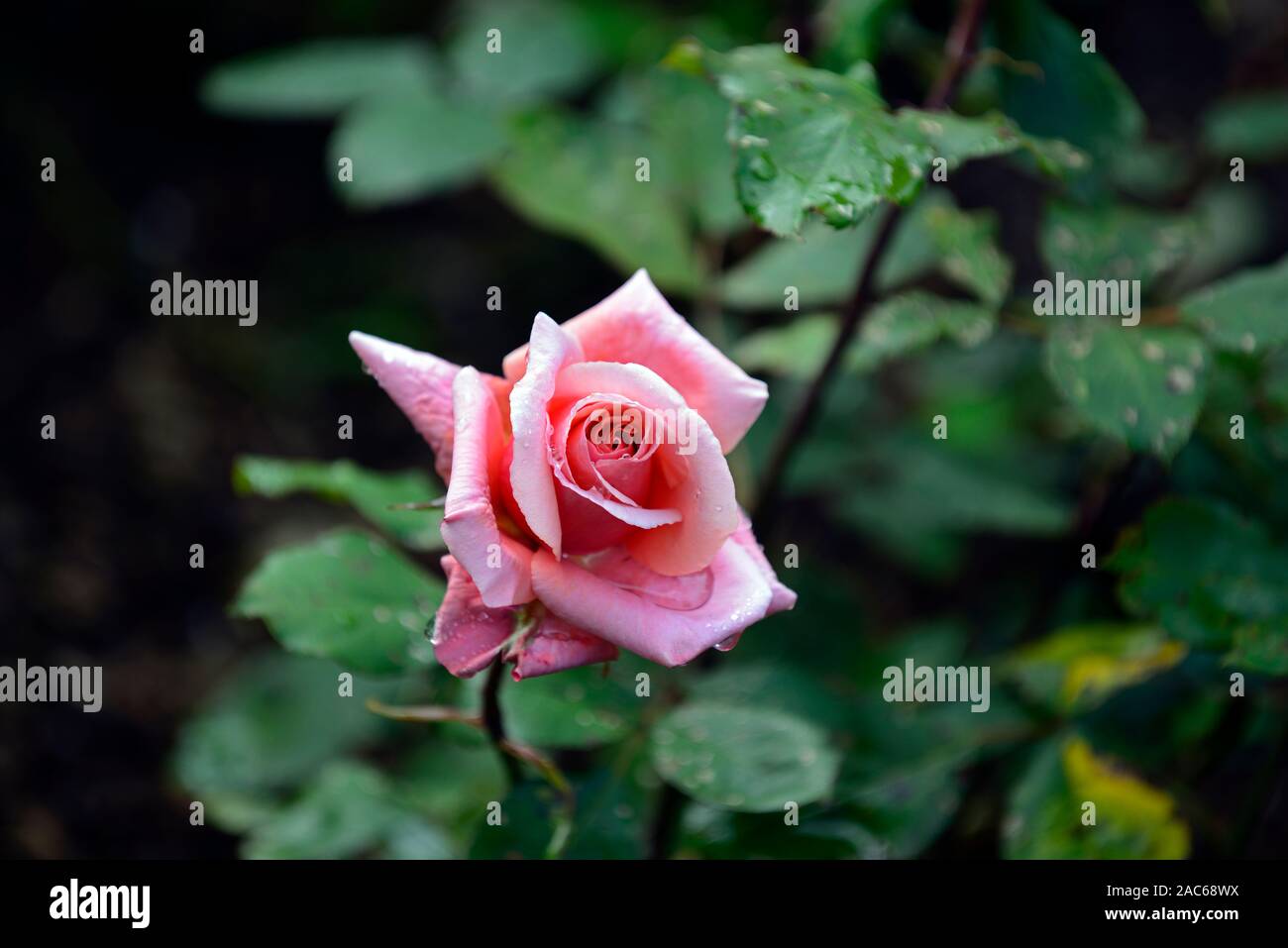 rosa blessings,rose,flower,Hybrid Tea,salmon pink rose,flowering,flowers,fragrant, scented ,RM Floral Stock Photo