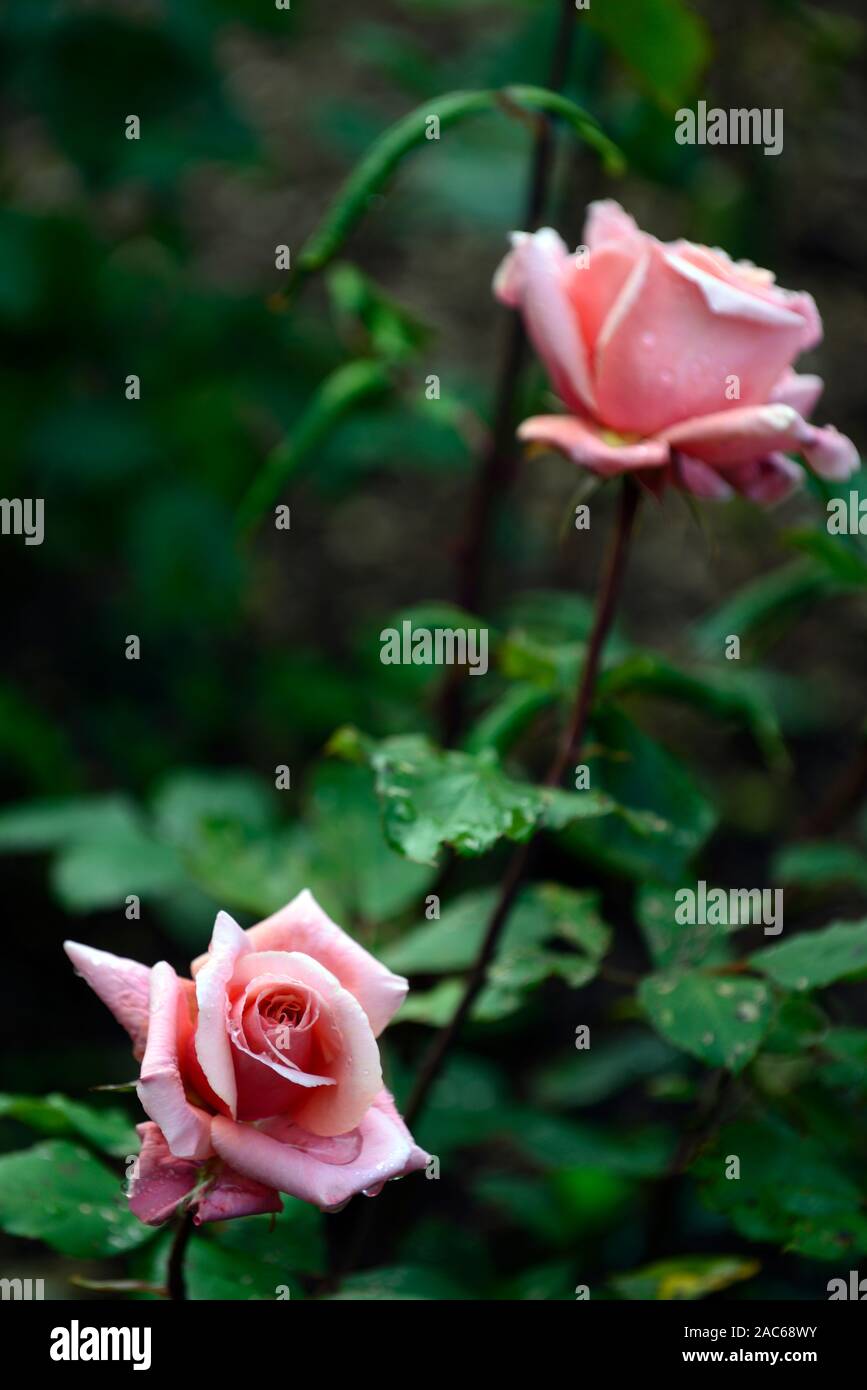 rosa blessings,rose,flower,Hybrid Tea,salmon pink rose,flowering,flowers,fragrant, scented ,RM Floral Stock Photo