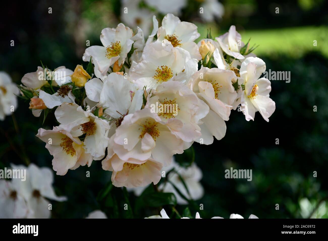 Rosa Sally Holmes,Rose Sally Holmes,cream white,creamy white flowers,shrub rose,shrub roses,flowers,flowering,garden,RM floral Stock Photo