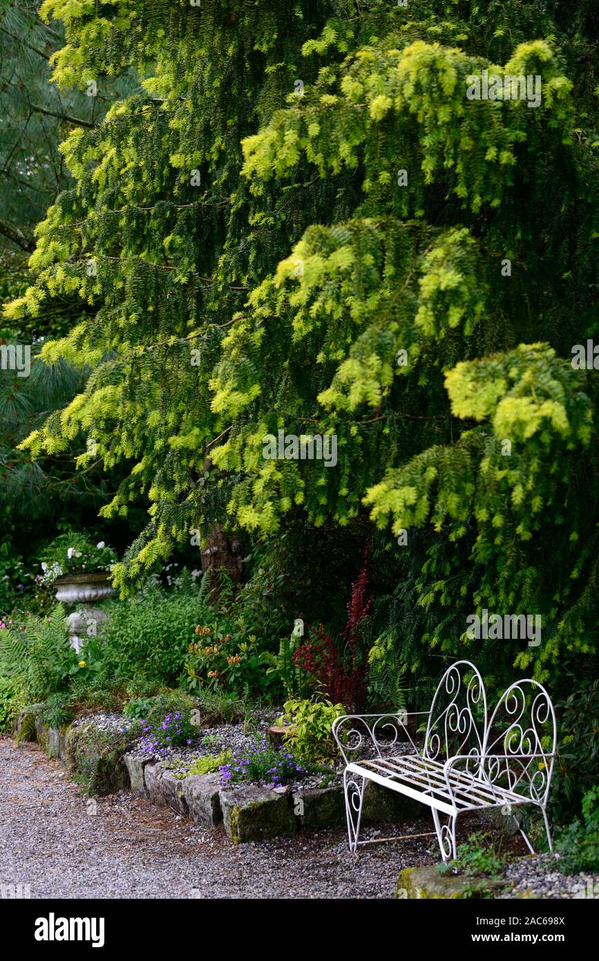 Taxus baccata Dovastonii Aurea,golden Dovaston's yew,new growth,yellow golden tips,evergreen,white metal seat,seating,garden furniture,RM Floral Stock Photo