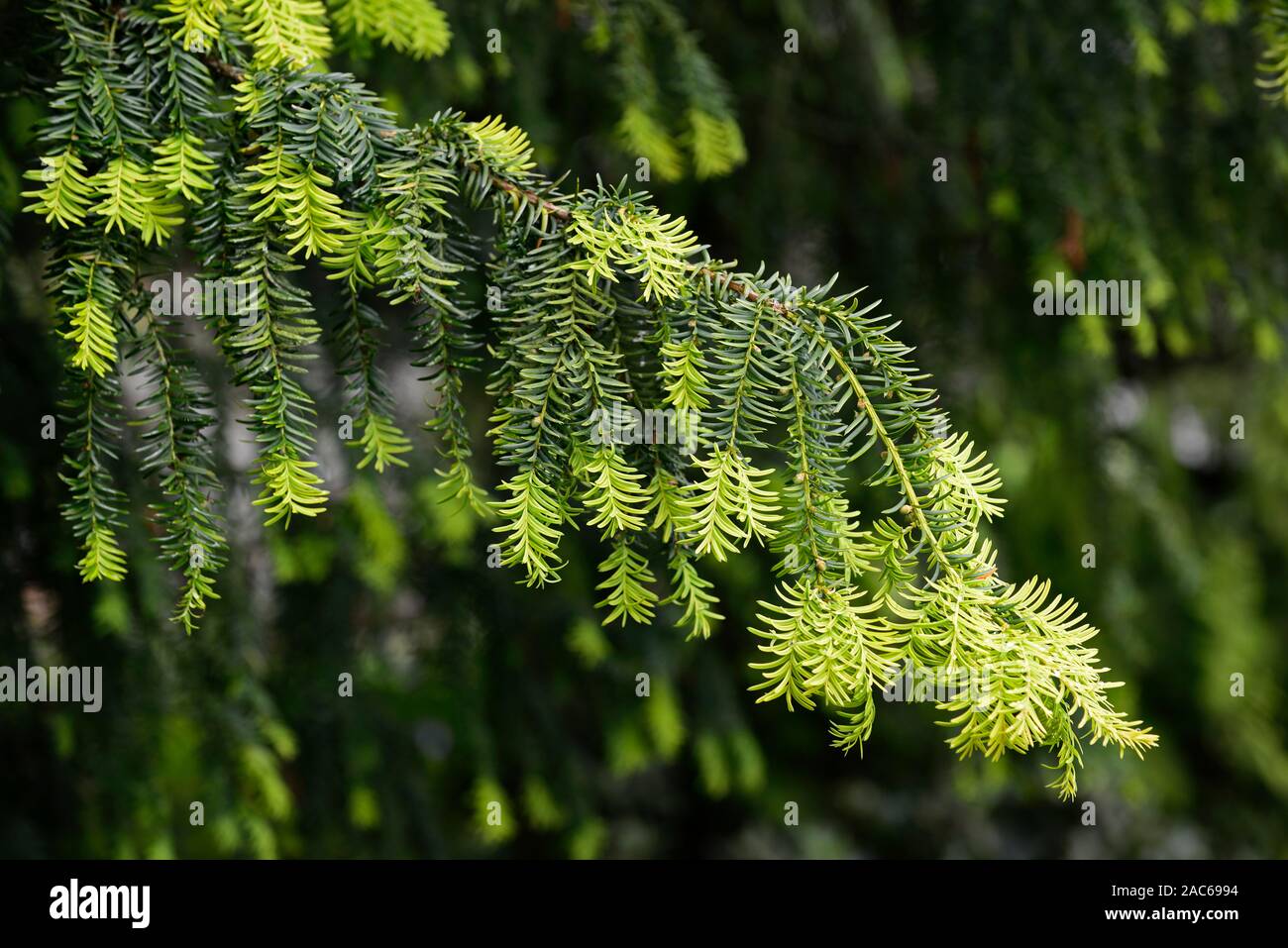 Taxus baccata Dovastonii Aurea,golden Dovaston's yew,new growth,yellow golden tips,evergreen,evergreens,RM Floral Stock Photo