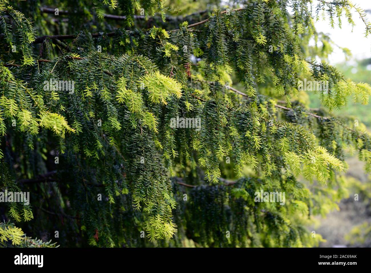 Taxus baccata Dovastonii Aurea,golden Dovaston's yew,new growth,yellow golden tips,evergreen,evergreens,RM Floral Stock Photo