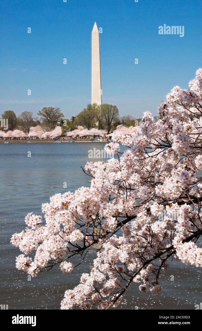 Blooming cherry blossoms at the Cherry Blossom Festival in Washington