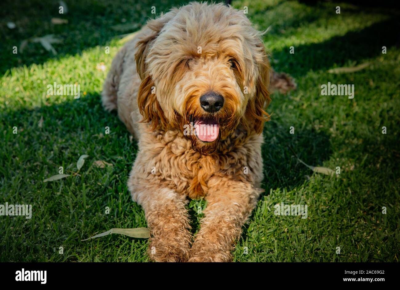 A puppy sitting on grass and sticking his tongue out. Stock Photo