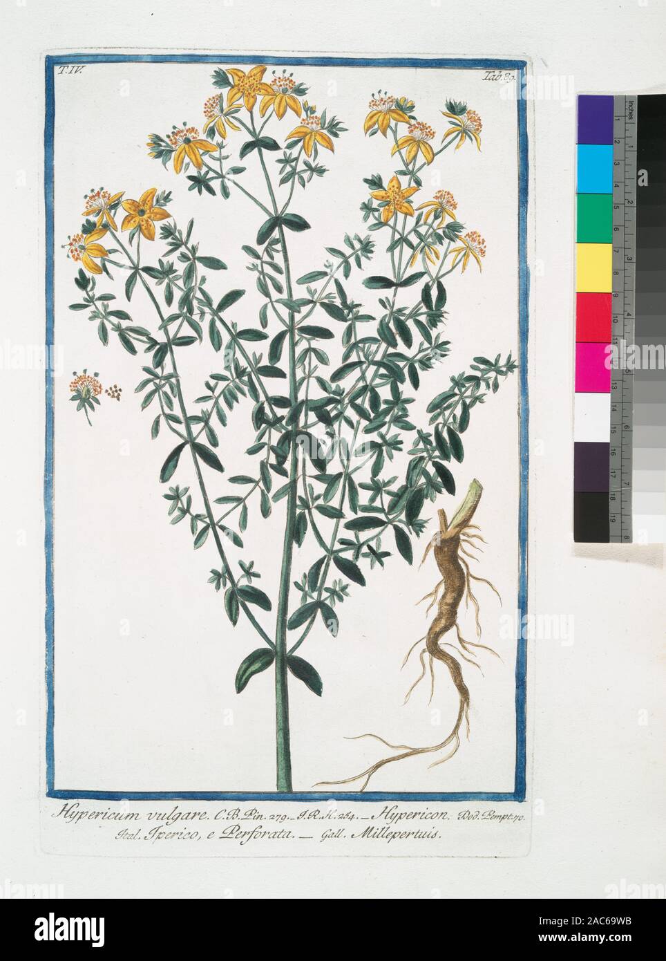 Hypericum vulgare - Hypericon - Iperico, e Perforata - Millepertuis (St ...