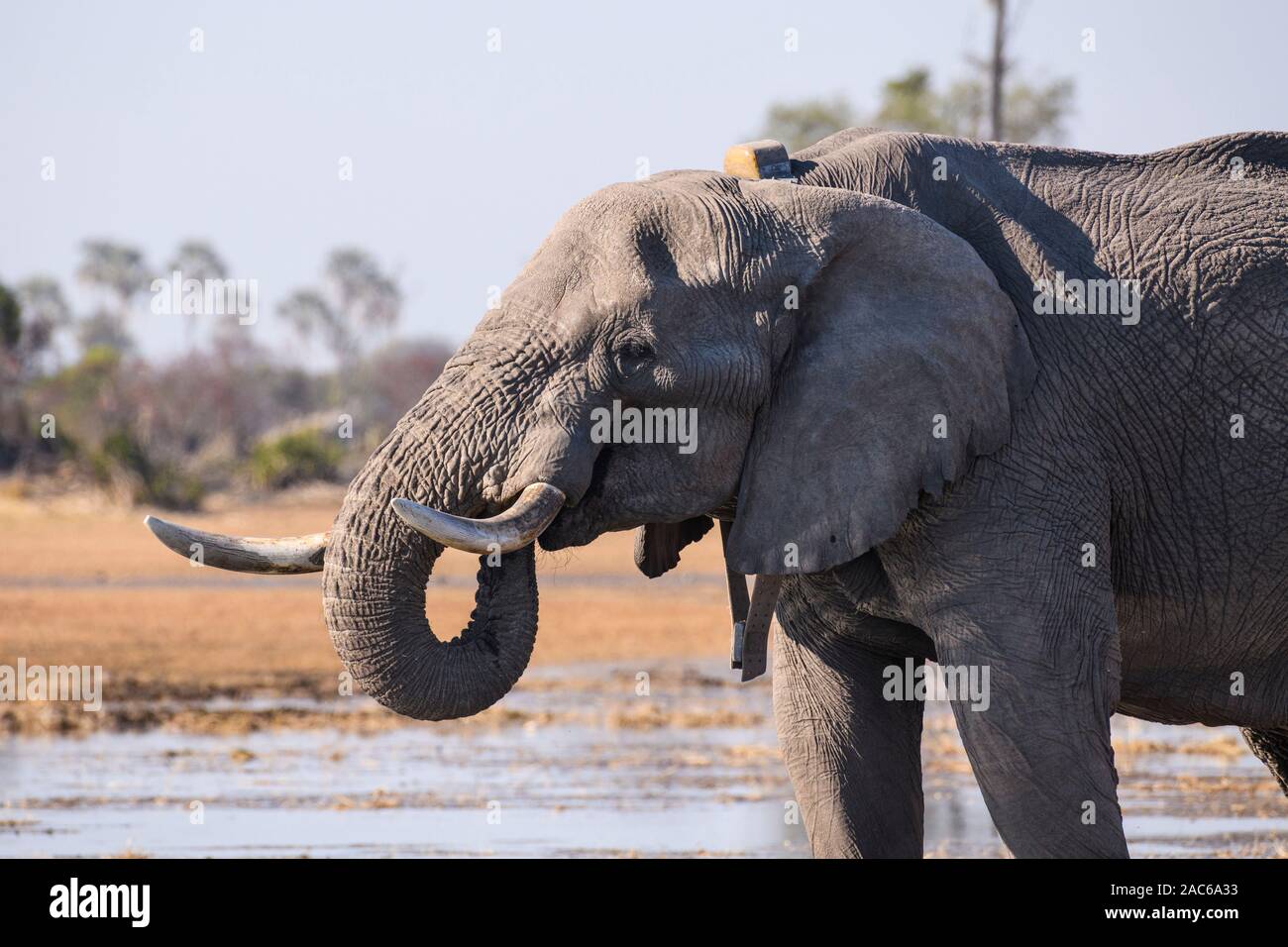 Male African Elephant, Loxodonta africana, drinking, wearing a tracking collar, Macatoo, Okavango Delta, Botswana Stock Photo