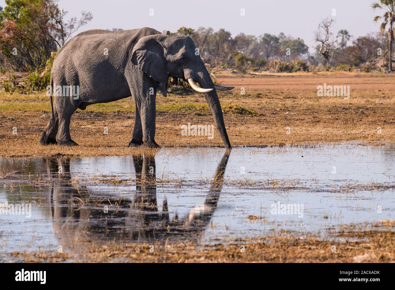 Male African Elephant, Loxodonta africana, drinking, wearing a tracking collar, Macatoo, Okavango Delta, Botswana Stock Photo