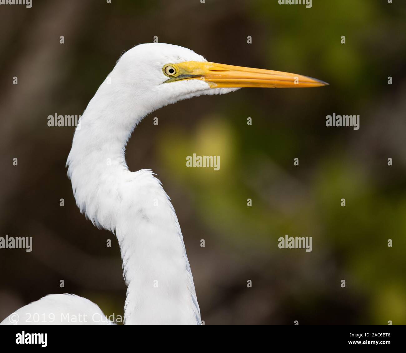 A great egret pauses for a portrait. Stock Photo