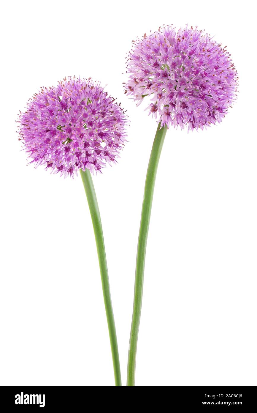 the flower of wild garlic isolated on white background Stock Photo Alamy