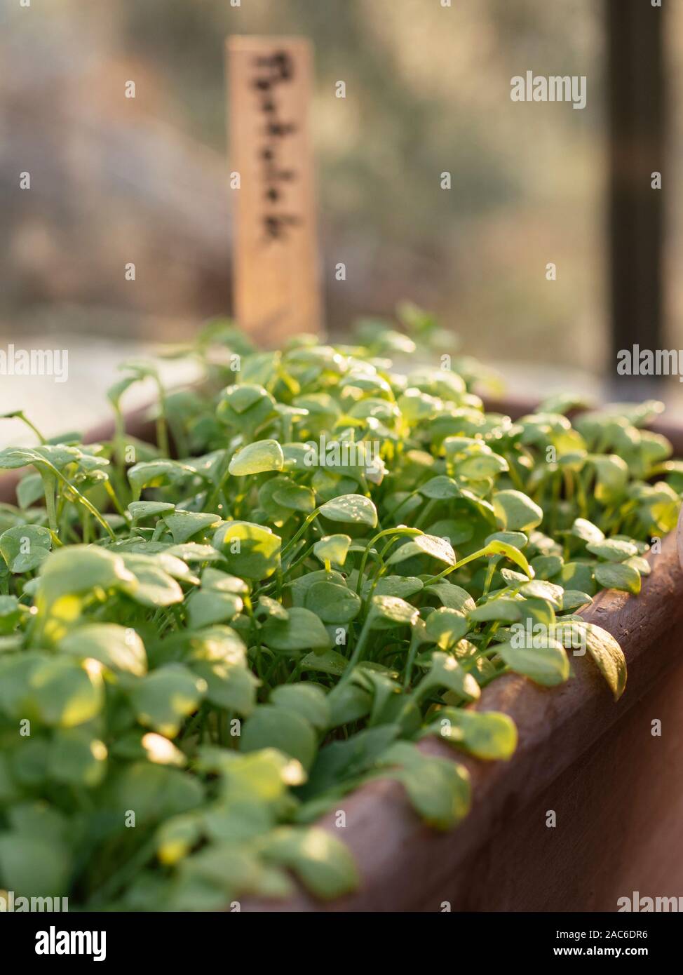 Winter purslane growing in a terra cotta container in a greenhouse. Stock Photo