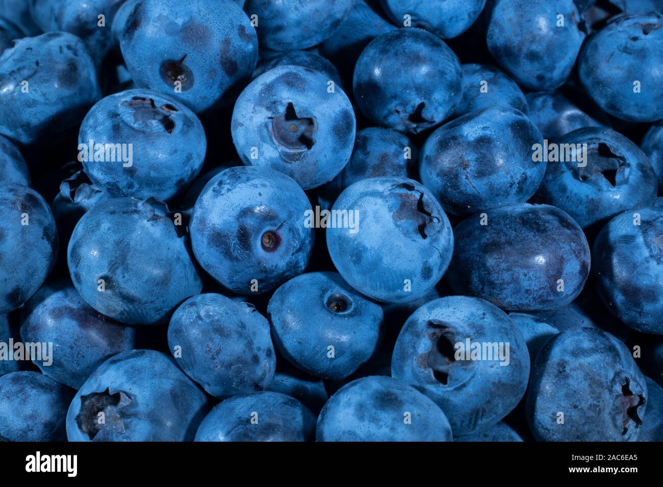 Detail of Blueberries. Macro trucking shot. Top view. Bog bilberry, bog blueberry, northern bilberry or western blueberry (Vaccinium uliginosum) Stock Photo