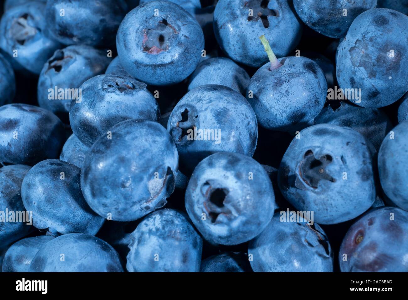 Detail of Blueberries. Macro trucking shot. Top view. Bog bilberry, bog blueberry, northern bilberry or western blueberry (Vaccinium uliginosum) Stock Photo