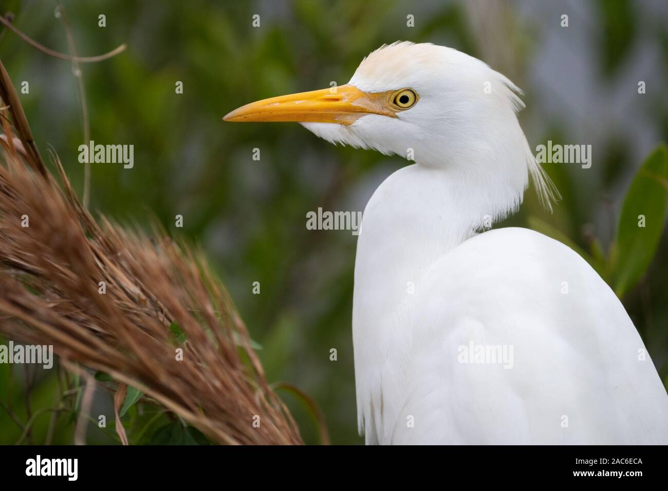 A portrait of a cattle egret. Stock Photo