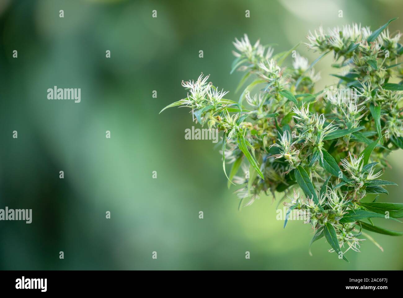 marijuana (Cannabis sativa) flowering ready to harvest Stock Photo