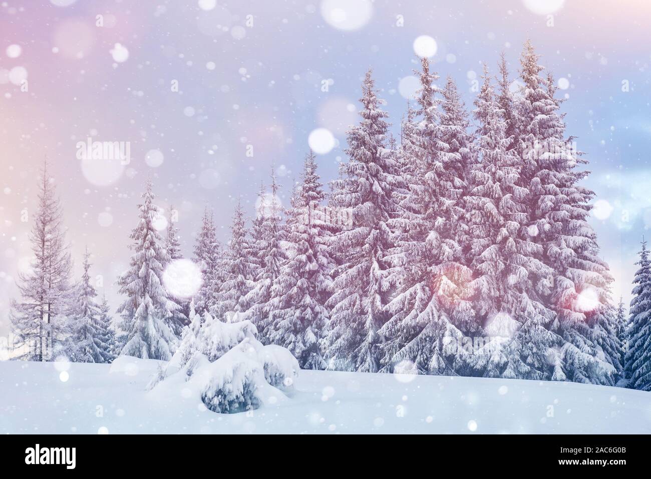 Majestic view snowy trees hi-res stock photography and images - Alamy