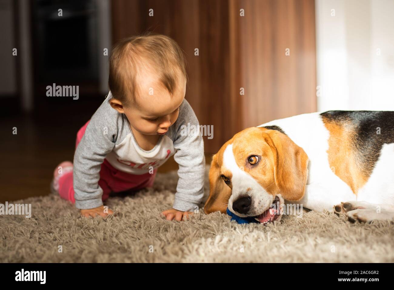 Dog with a cute caucasian baby girl on carpet in living room. Dog biting a toy baby playing with Stock Photo