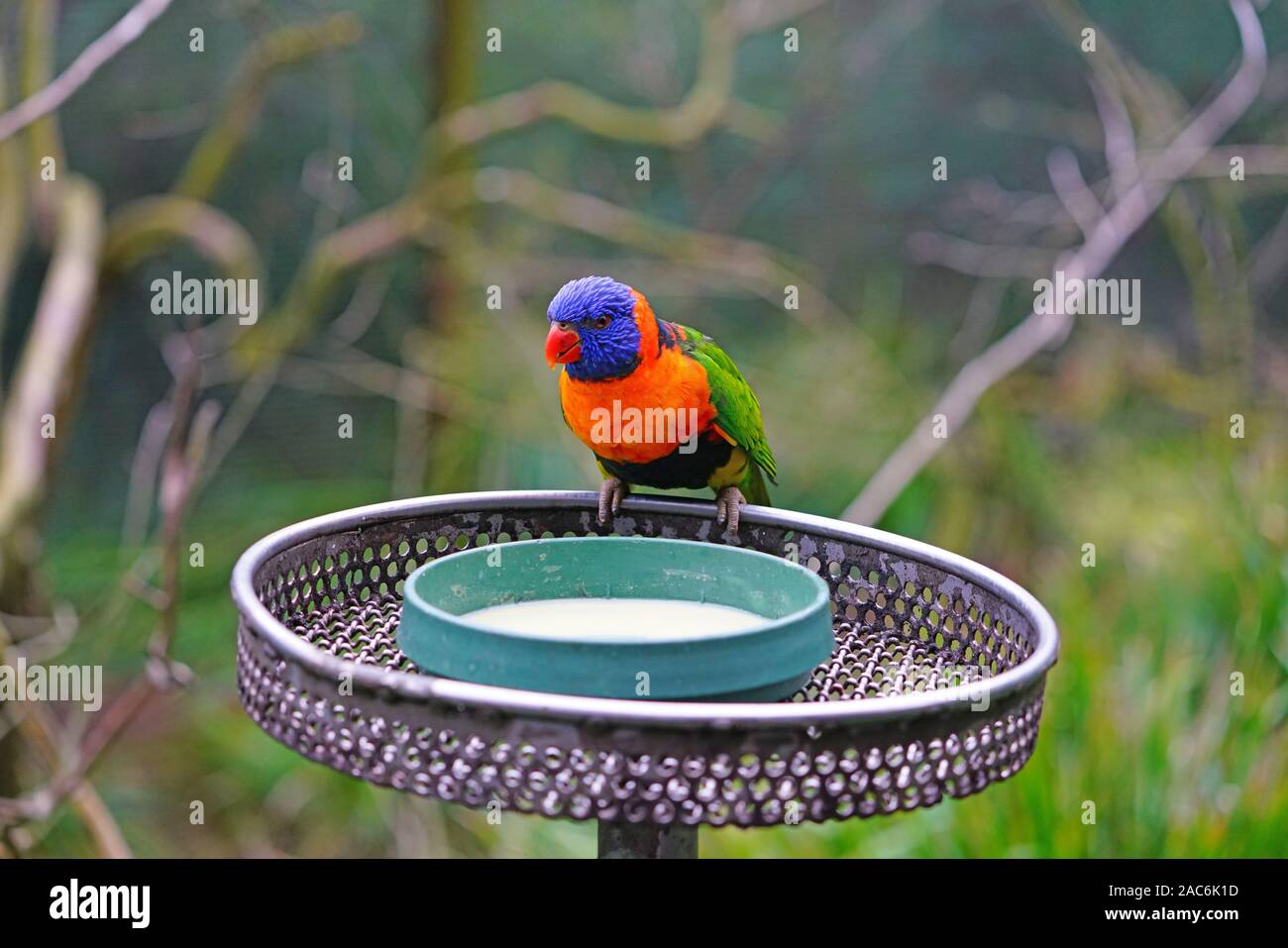 View of a colorful lorikeet bird in Melbourne, Australia Stock Photo