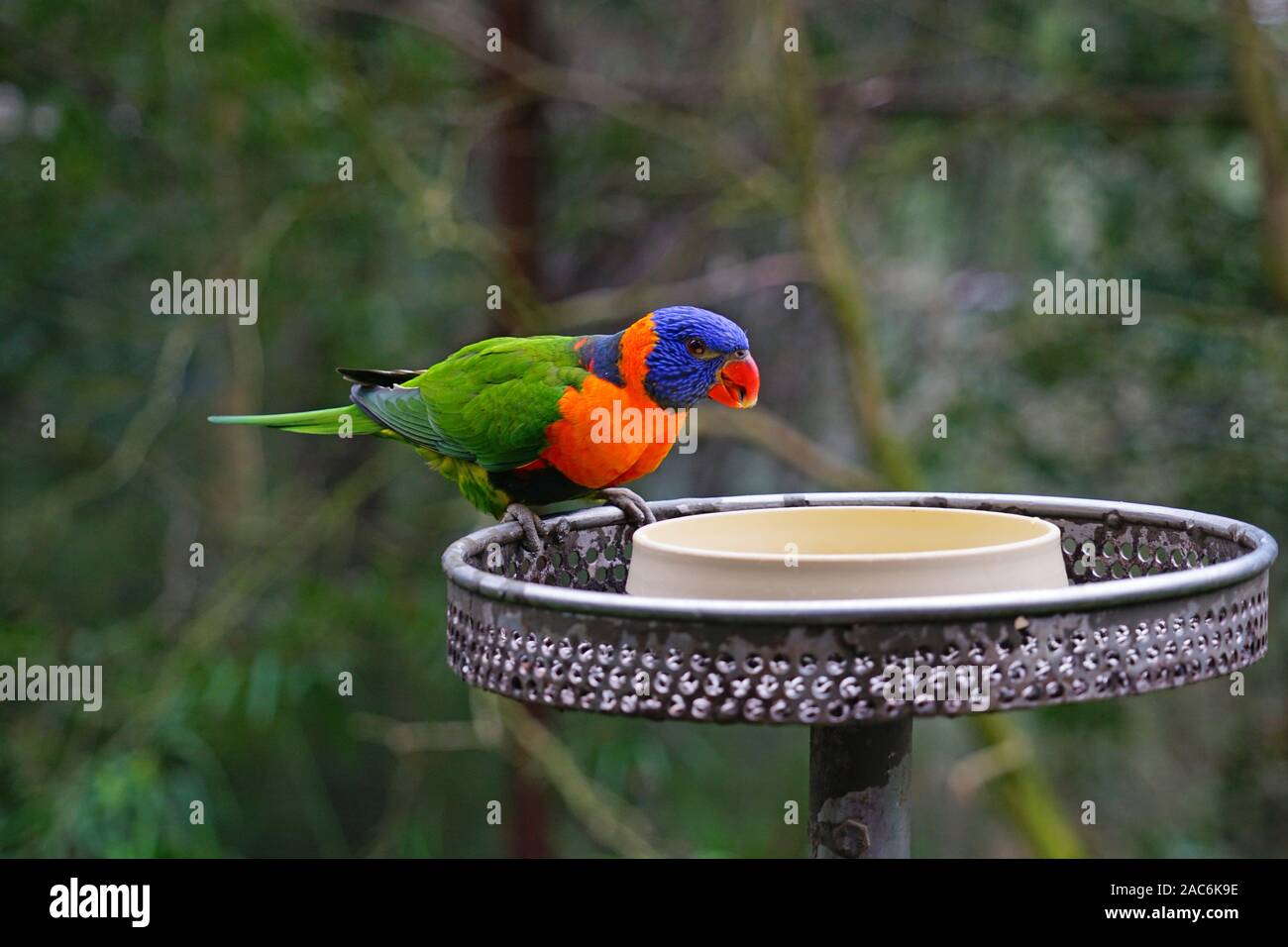 Bird In Tree Stock Photos Bird In Tree Stock Images Page 19