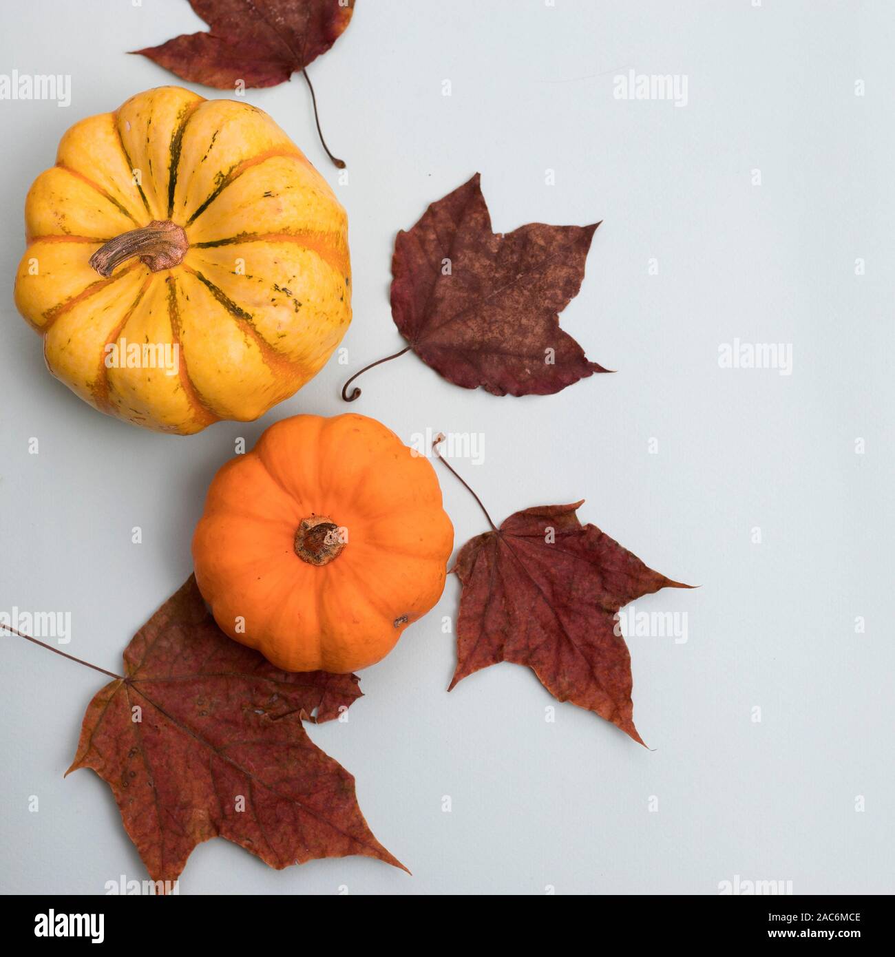 Orange pumpkins and leaves, top view on the blue background , web ...
