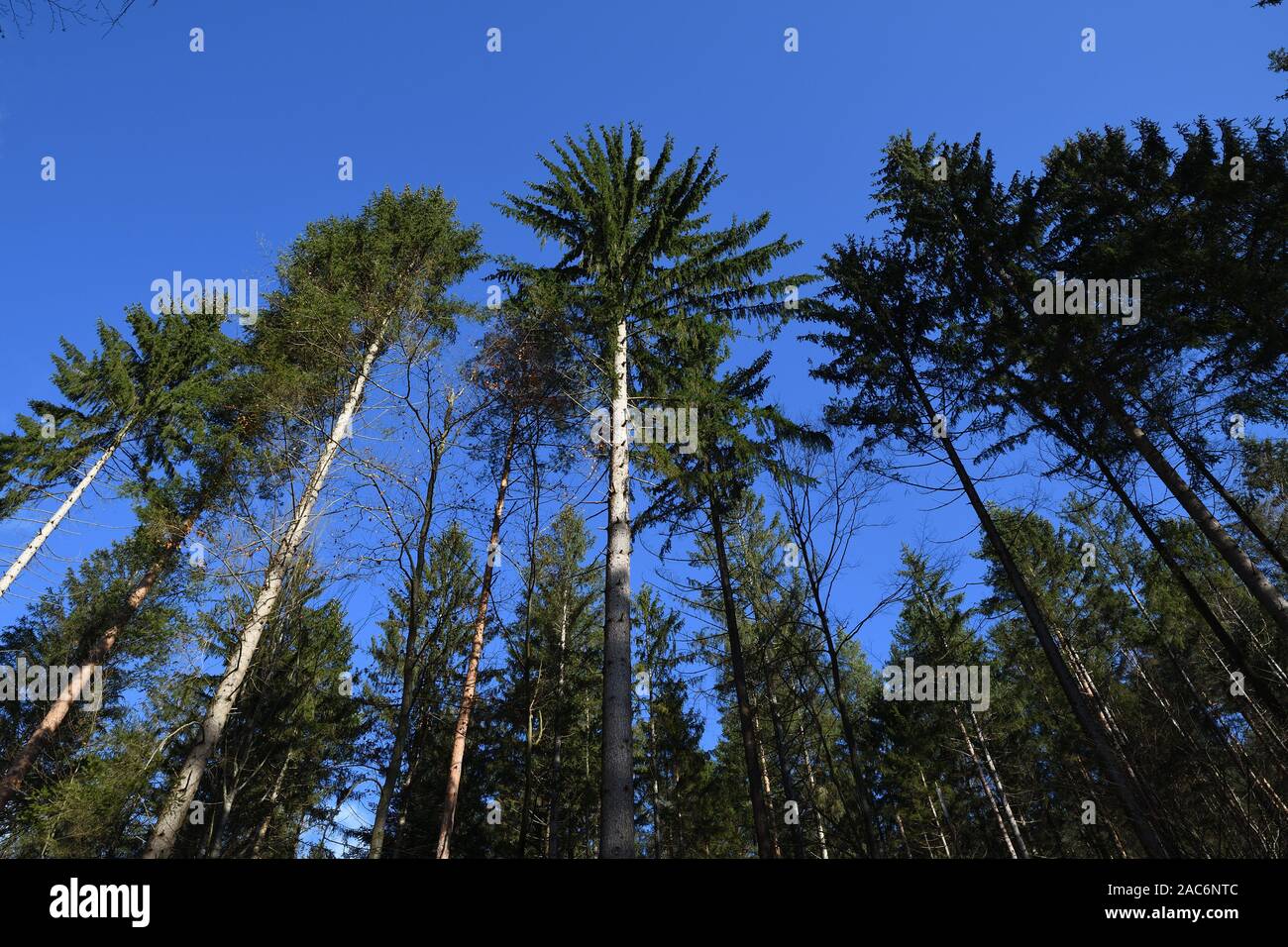 Trees in the black forest Stock Photo Alamy