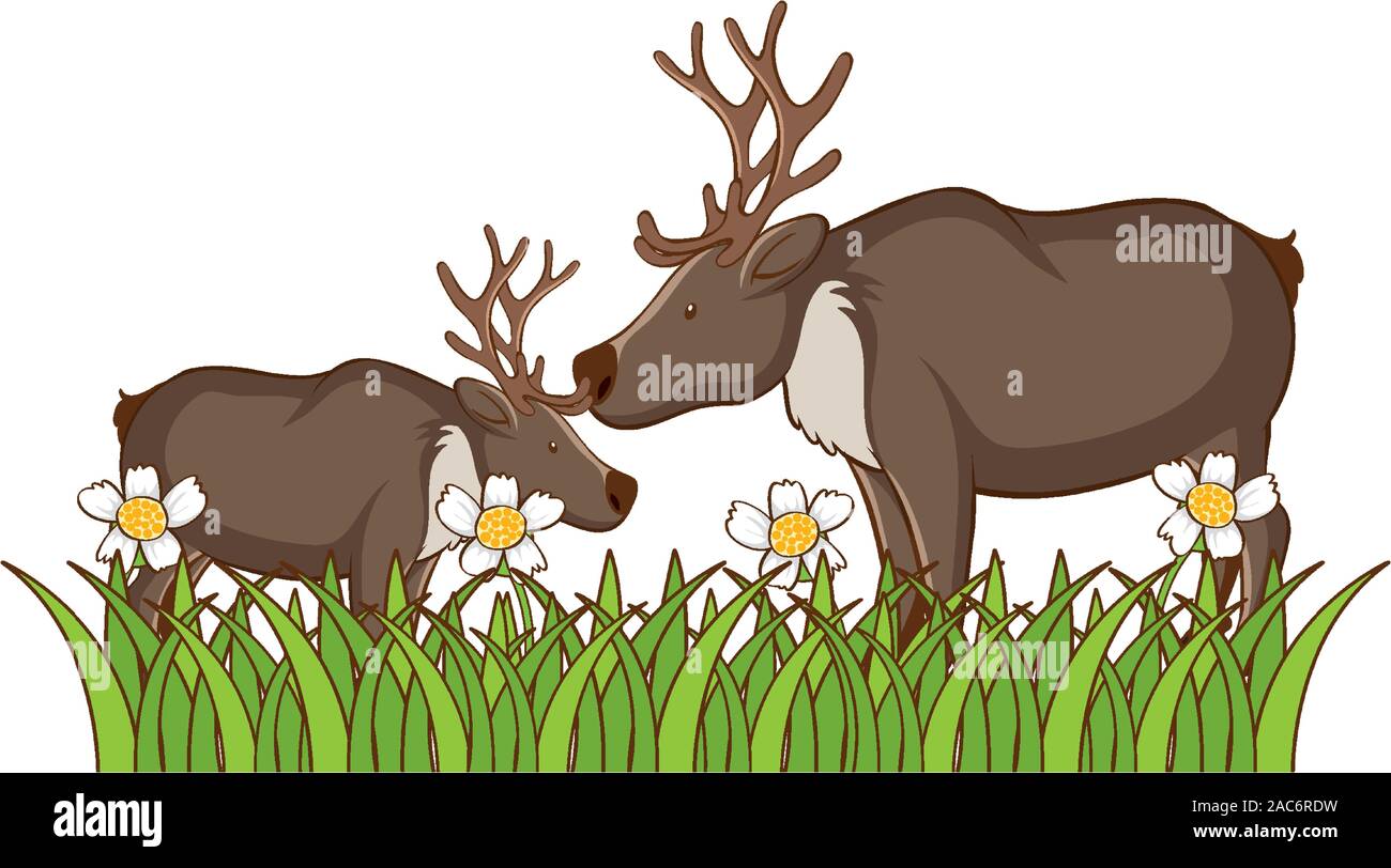 Isolated picture of two deers illustration Stock Vector Image & Art - Alamy
