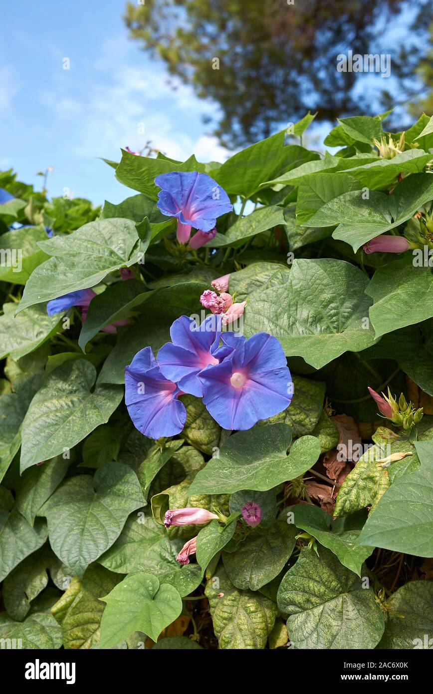 blue purple flowers of Ipomoea indica plant Stock Photo