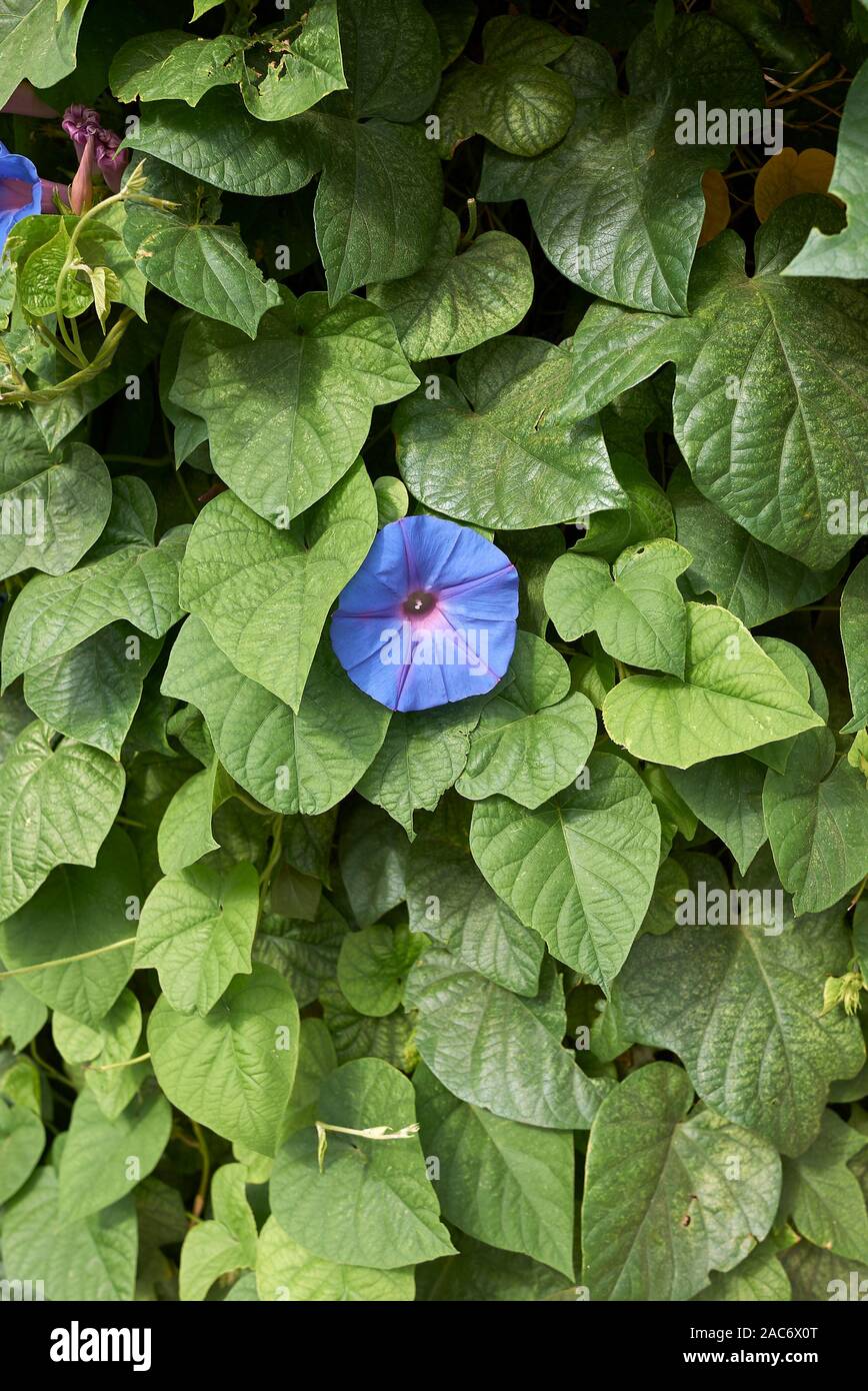 blue purple flowers of Ipomoea indica plant Stock Photo