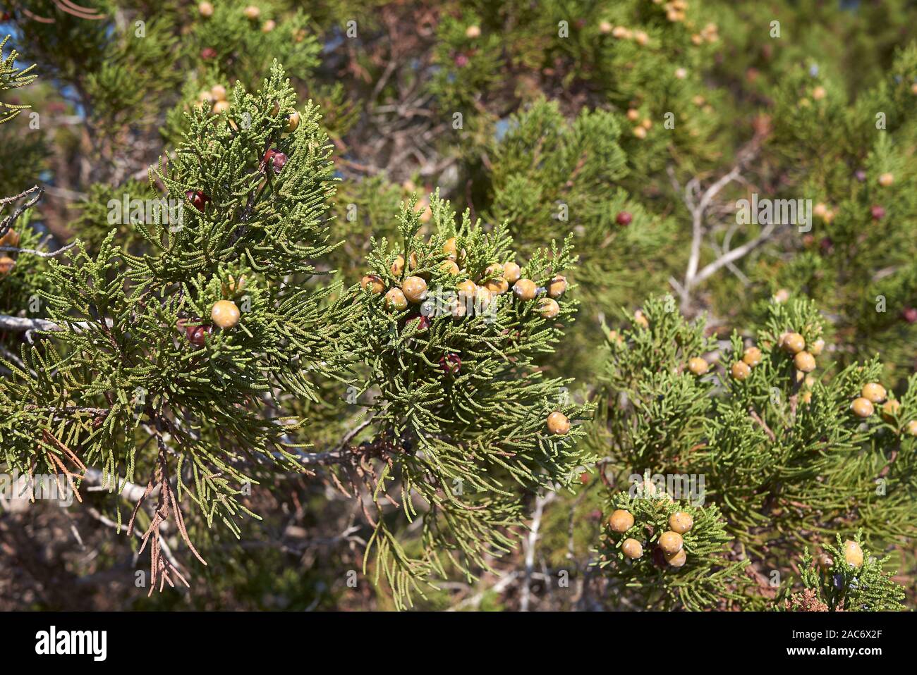 Juniperus phoenicea shrub in Cala Vedela, Ibiza island Stock Photo