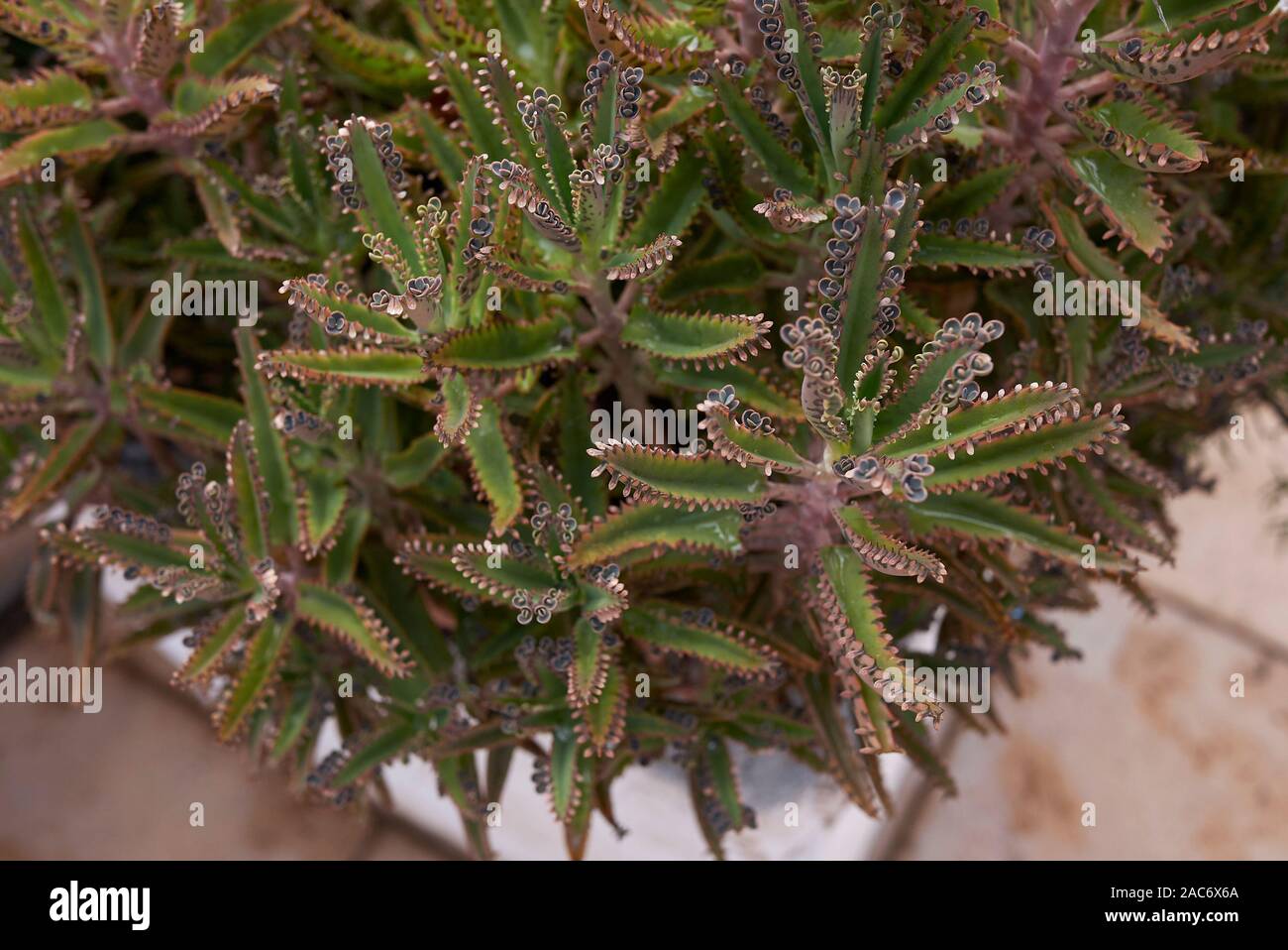 Succulent Plants Of Kalanchoe Houghtonii Stock Photo Alamy