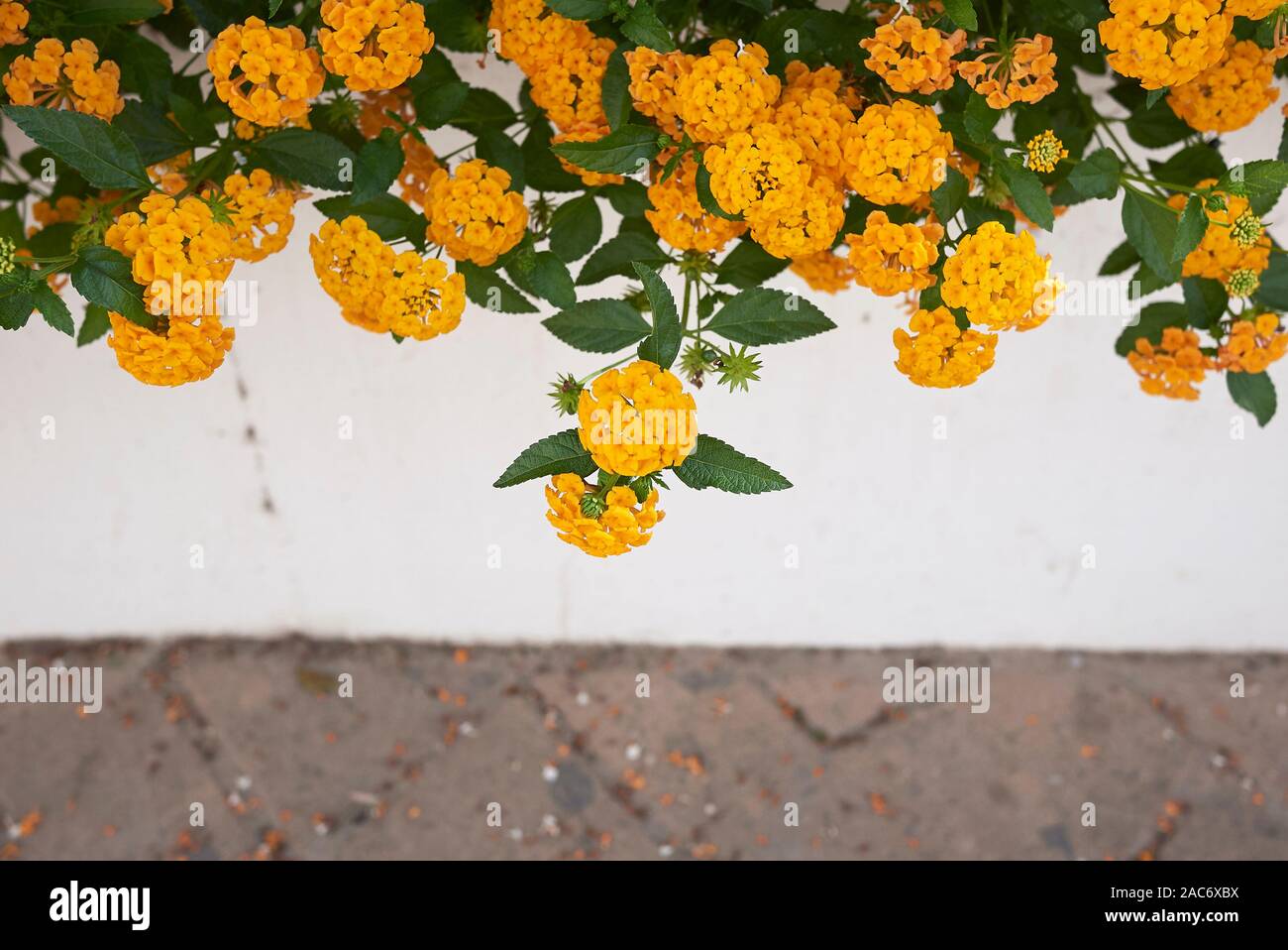 yellow flowers of Lantana camara shrub Stock Photo