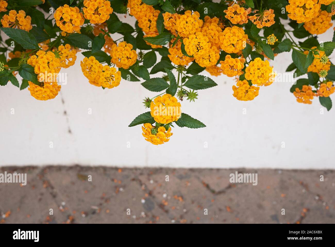 Indian wild flowers hi-res stock photography and images - Alamy