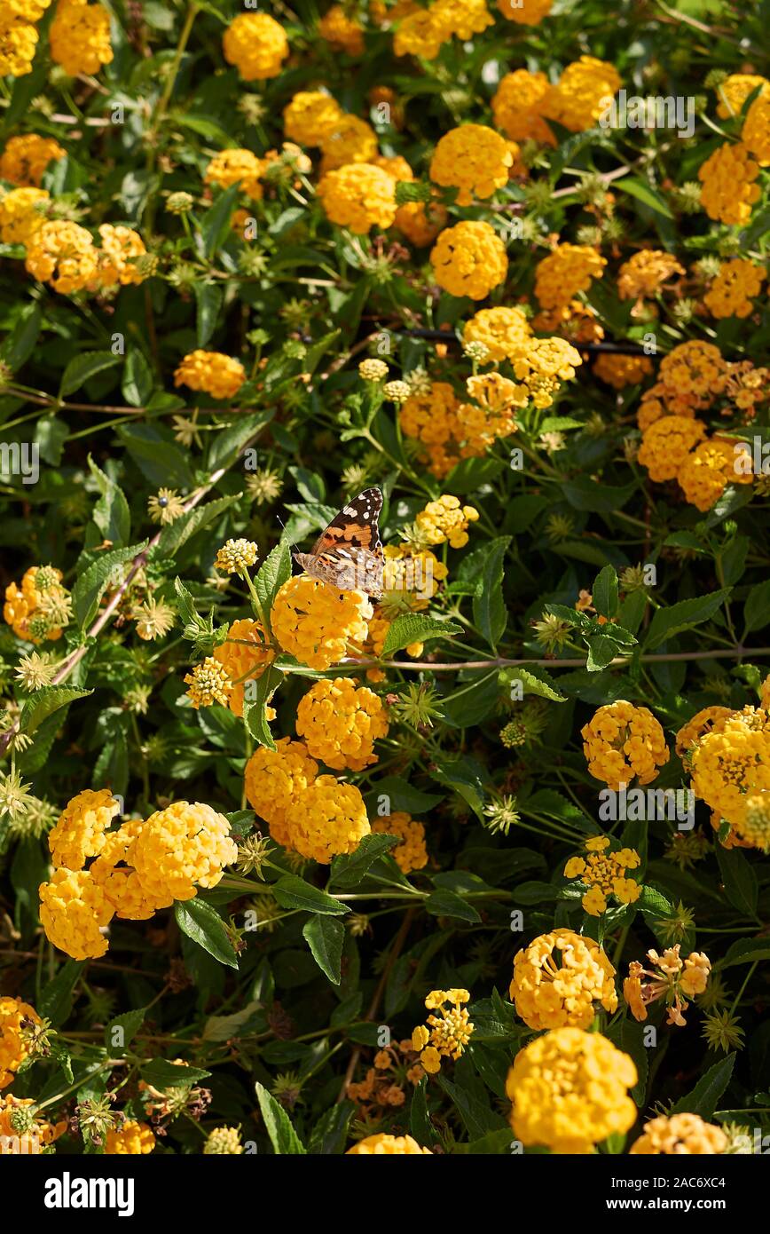 yellow flowers of Lantana camara shrub Stock Photo