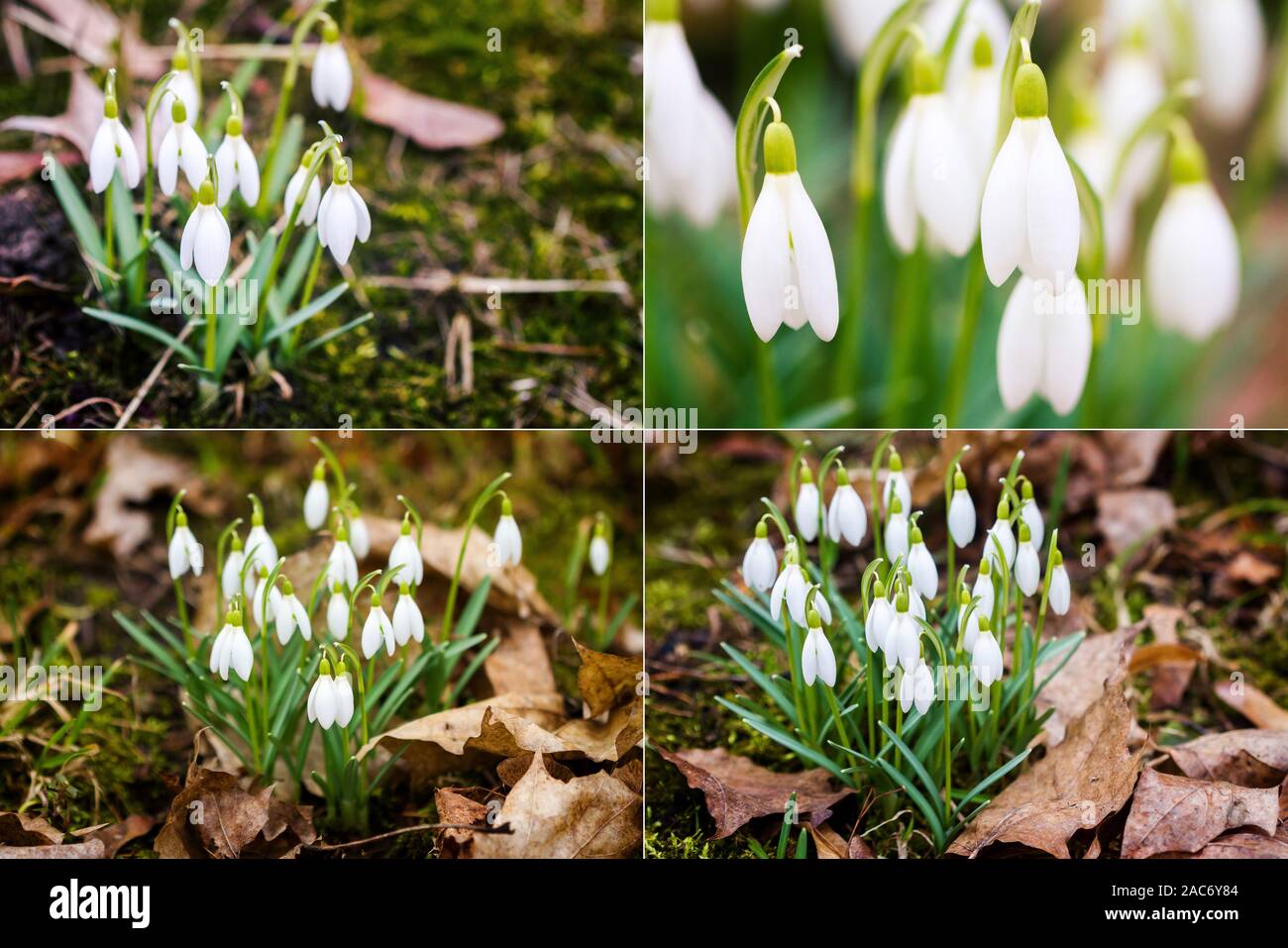 Collection of images with fresh common snowdrops (Galanthus nivalis) blooming in the sunny day. Wild flowers field. Stock Photo