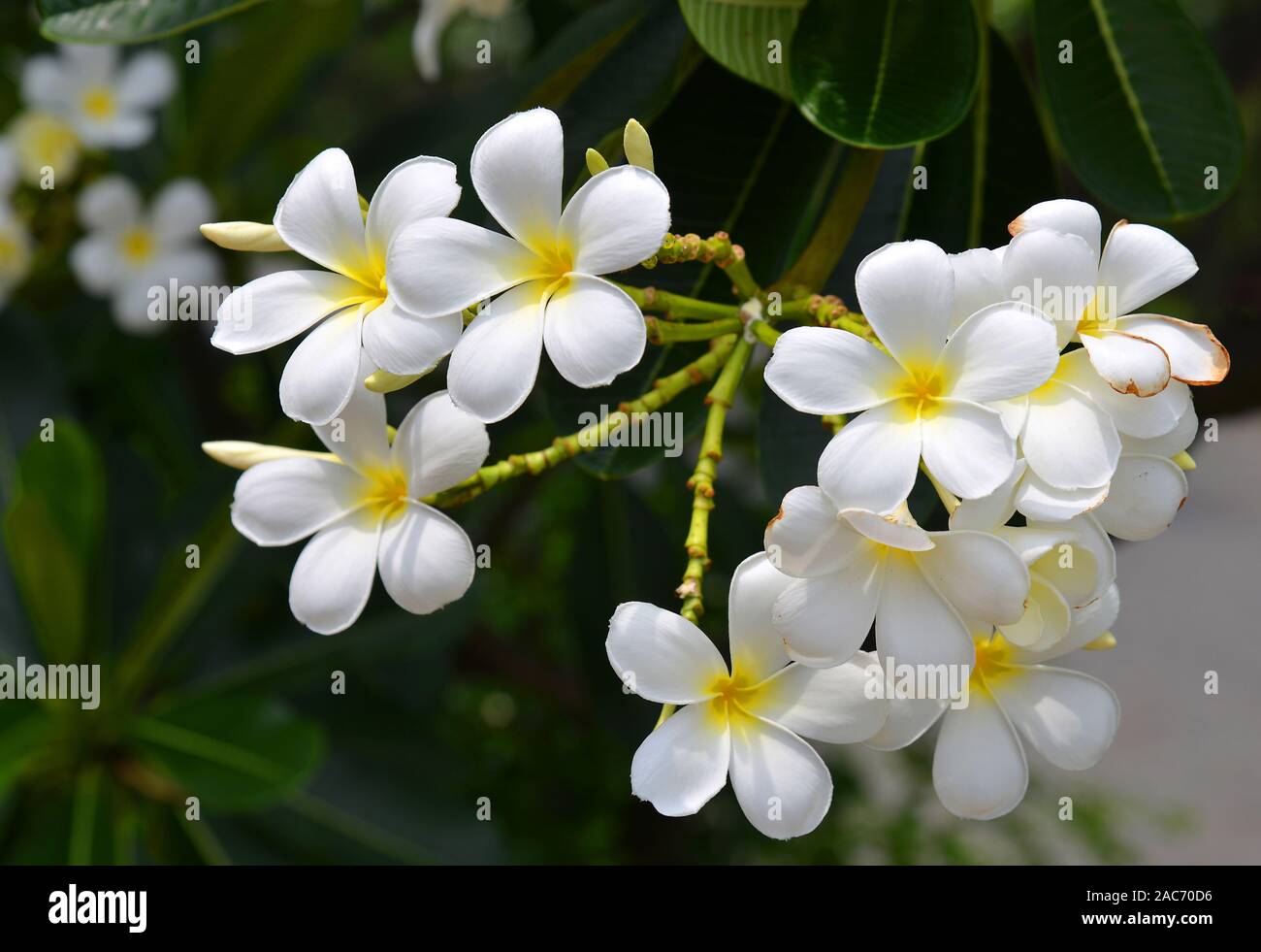 Frangipani-Blueten in Thailand Stock Photo