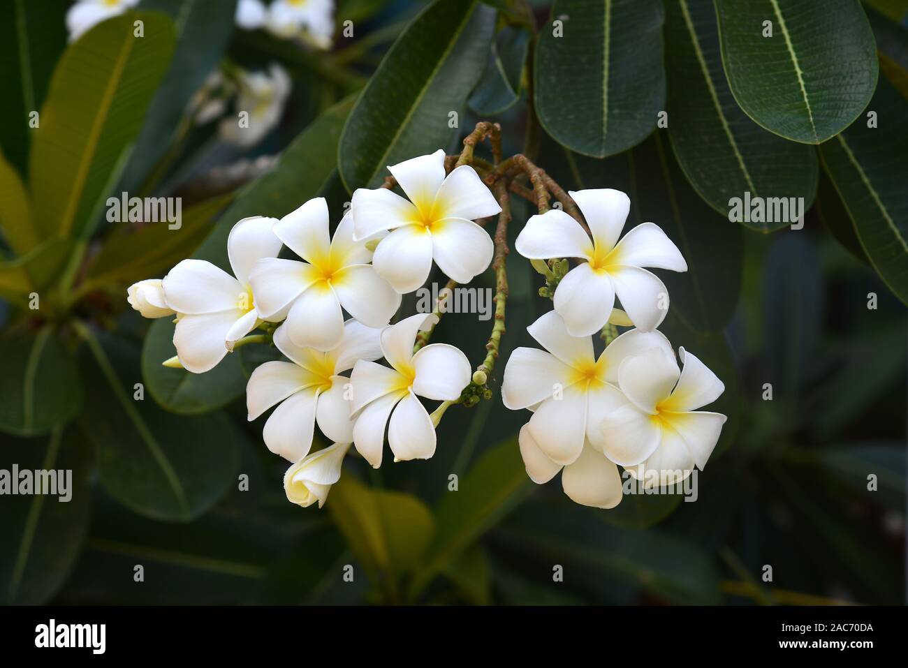 Frangipani-Blueten in Thailand Stock Photo