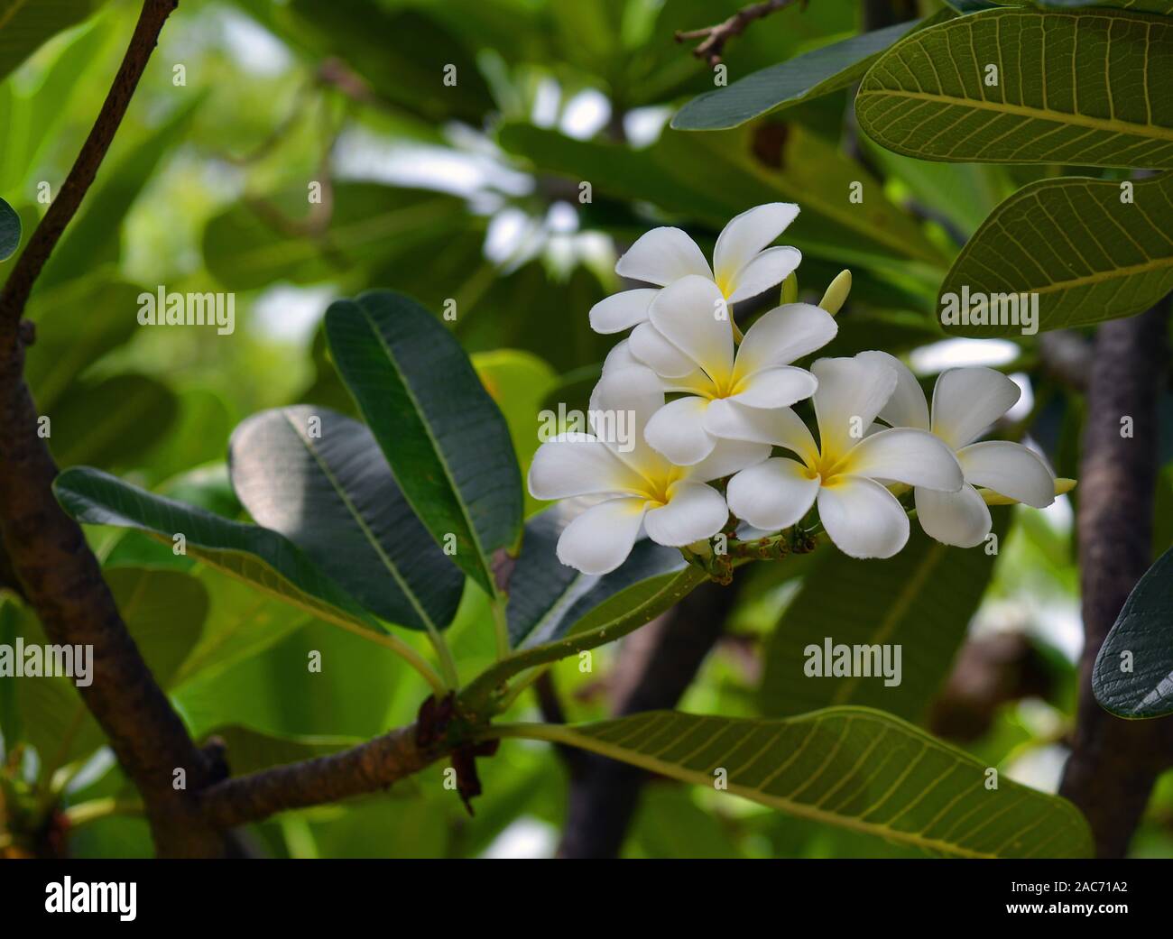 Frangipani-Blueten in Thailand Stock Photo