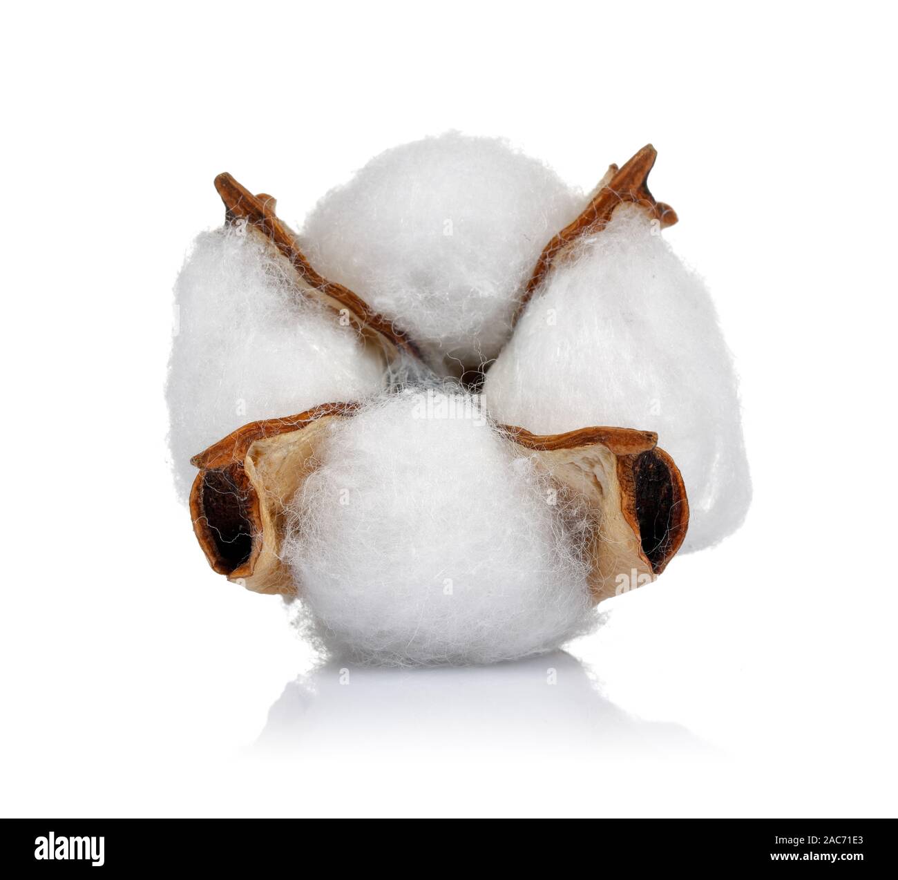 Cotton boll isolated on white background. Studio shot Stock Photo - Alamy