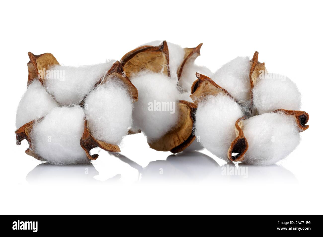 Cotton boll isolated on white background. Studio shot Stock Photo - Alamy